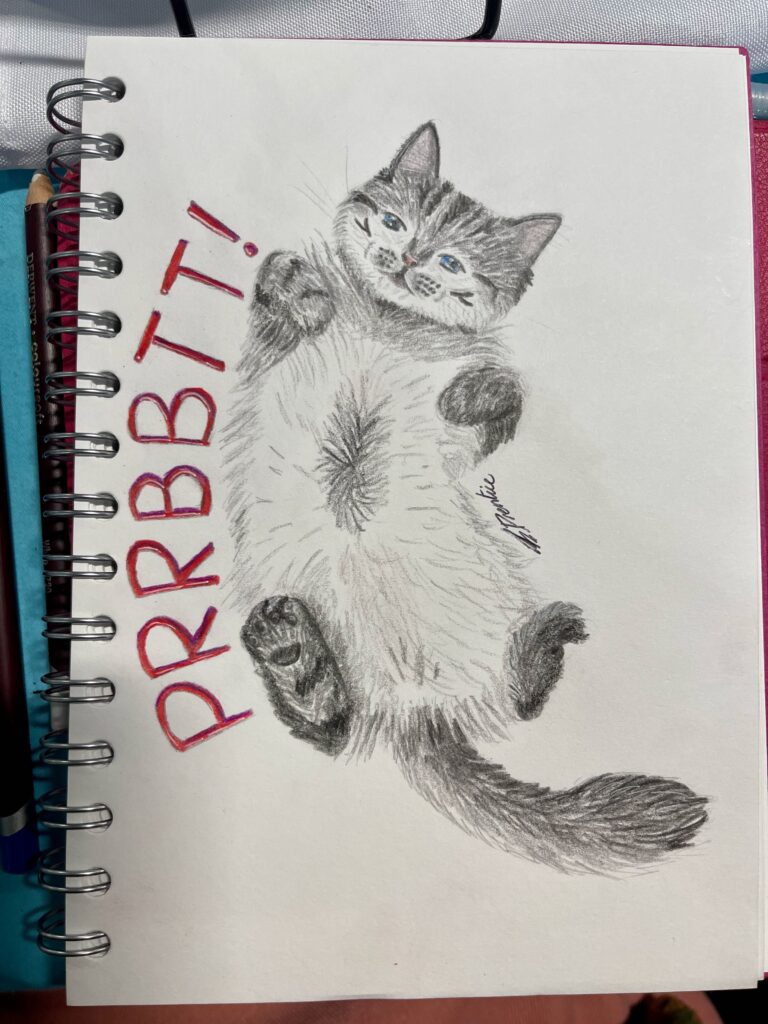 black and white ragdoll cat on her back purring